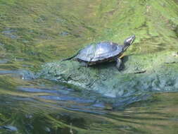 Image of slider turtle, red-eared terrapin, red-eared slider