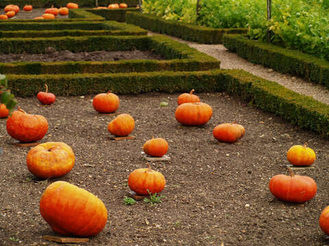 Image of Buttercup Squash