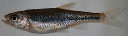 Image of Rosyside Dace