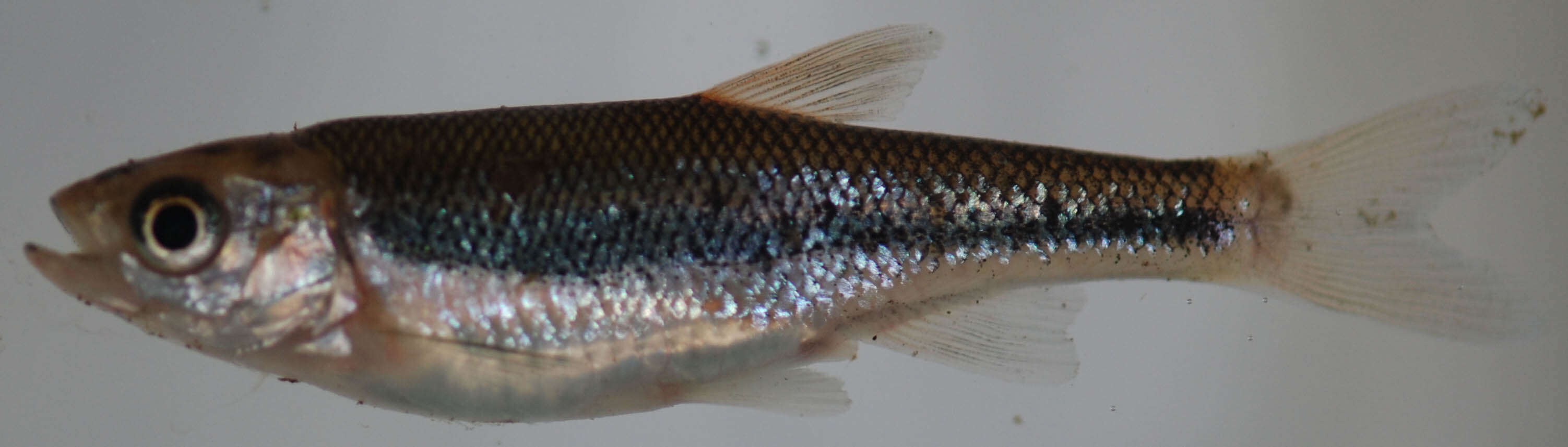 Image of Rosyside Dace