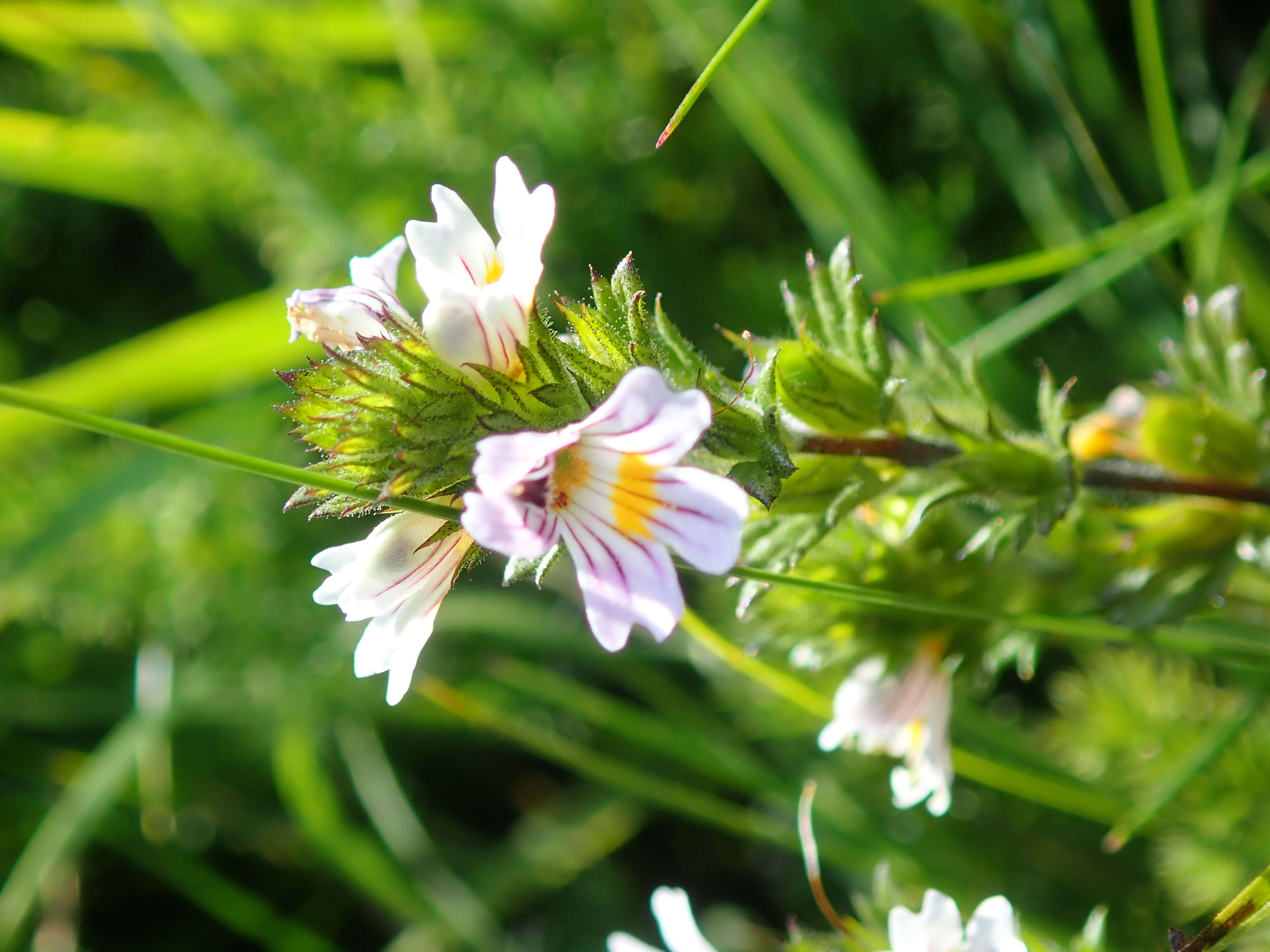 Imagem de Euphrasia officinalis subsp. officinalis