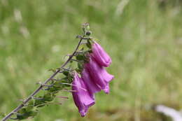 Imagem de Digitalis purpurea L.