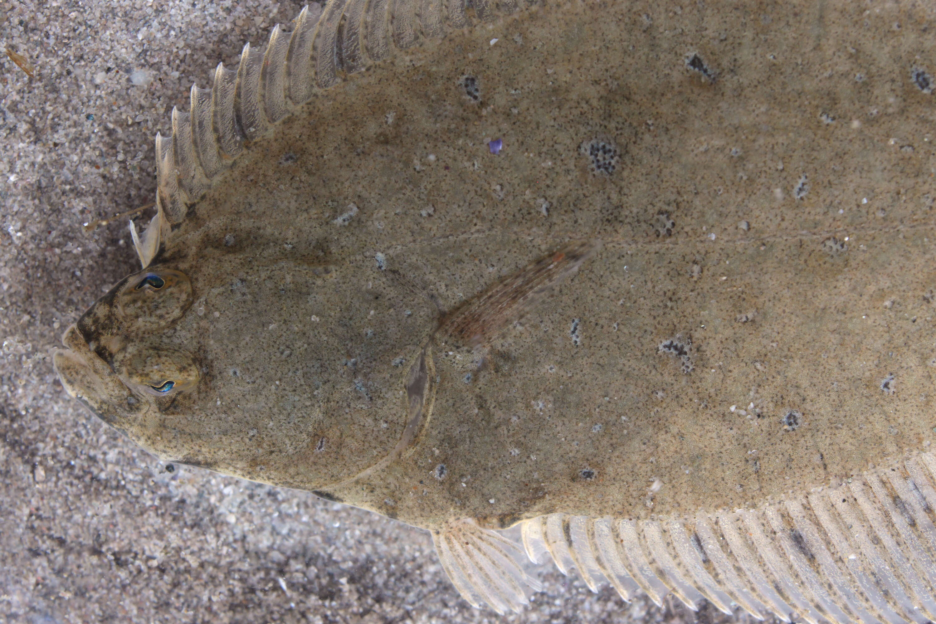 Image of Starry flounders