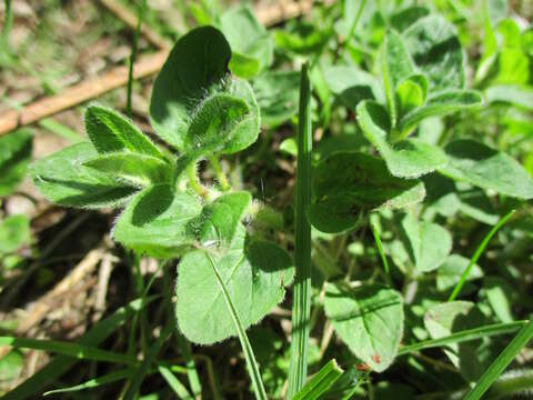 Image of oregano