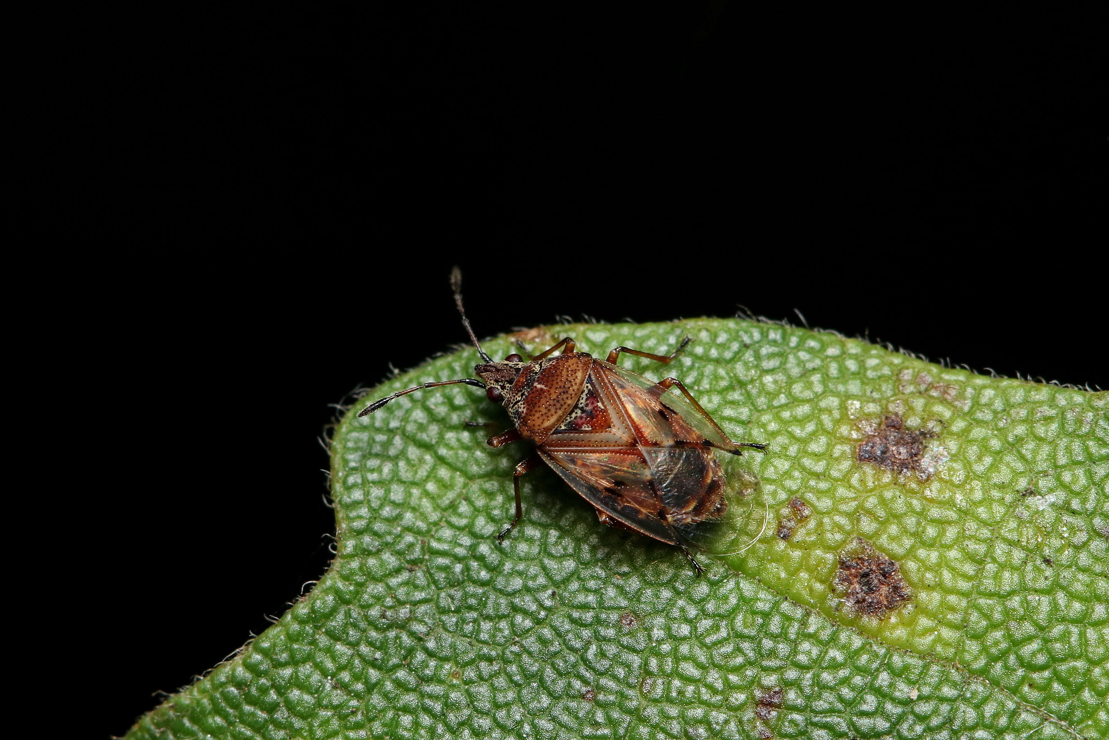 Image of Birch Catkin Bug