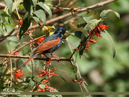 Plancia ëd Emberiza lathami Gray & JE 1831