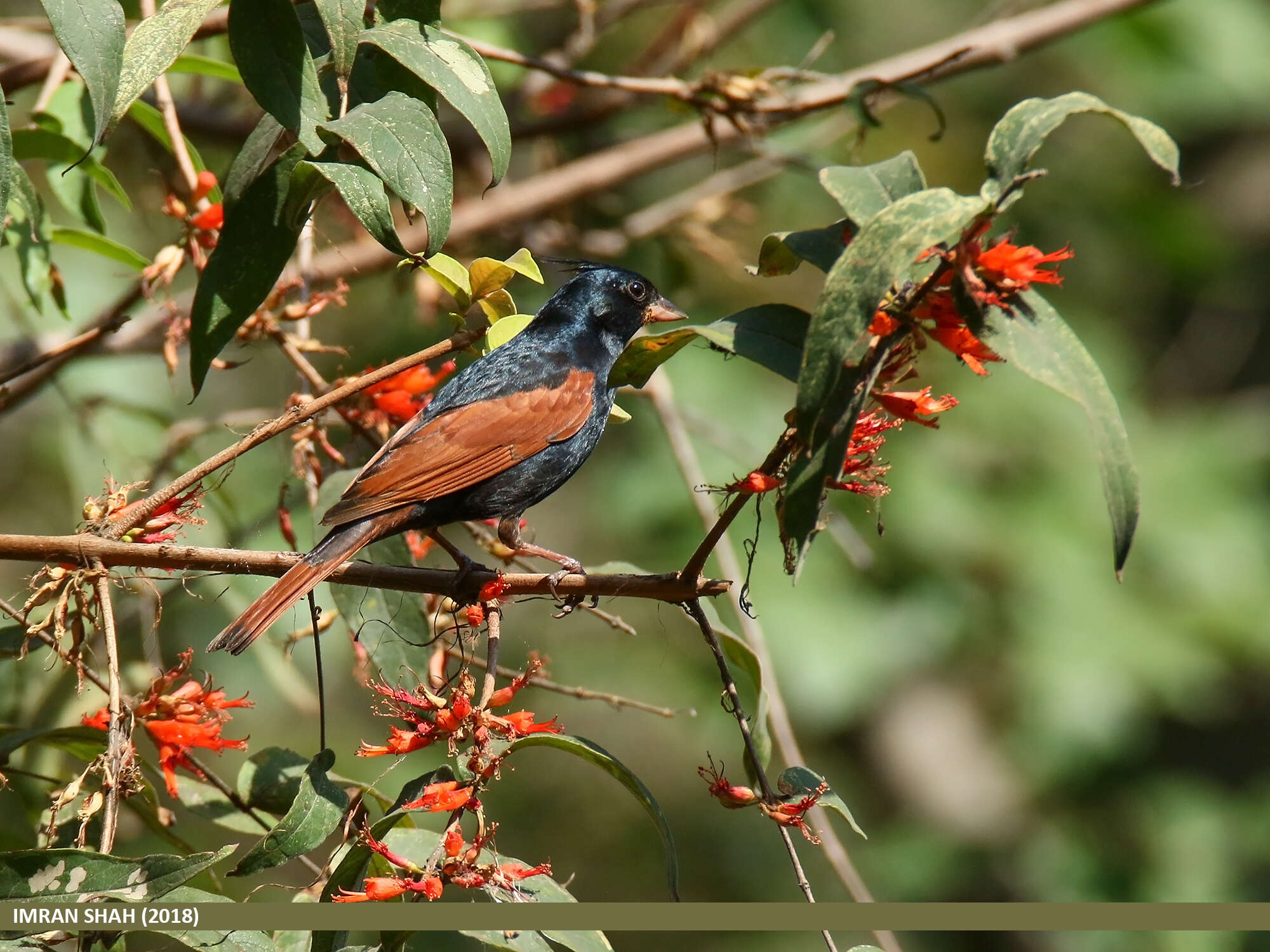 Plancia ëd Emberiza lathami Gray & JE 1831