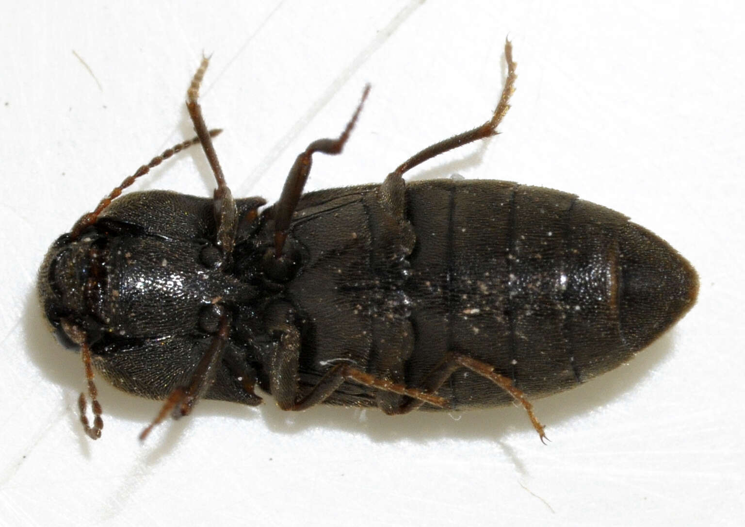 Image of Agriotes obscurus