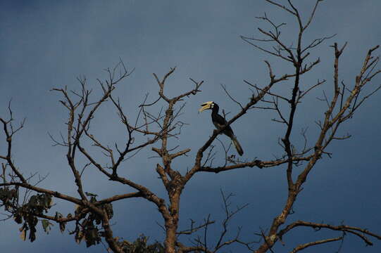 Image of Oriental Pied Hornbill