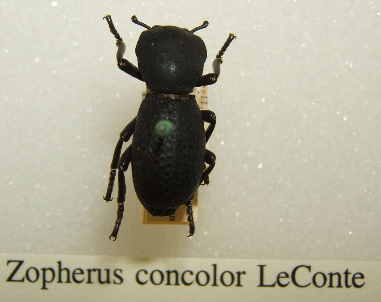 Image of Zopherus concolor Le Conte 1851