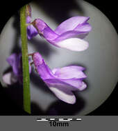 Imagem de Vicia tenuifolia Roth