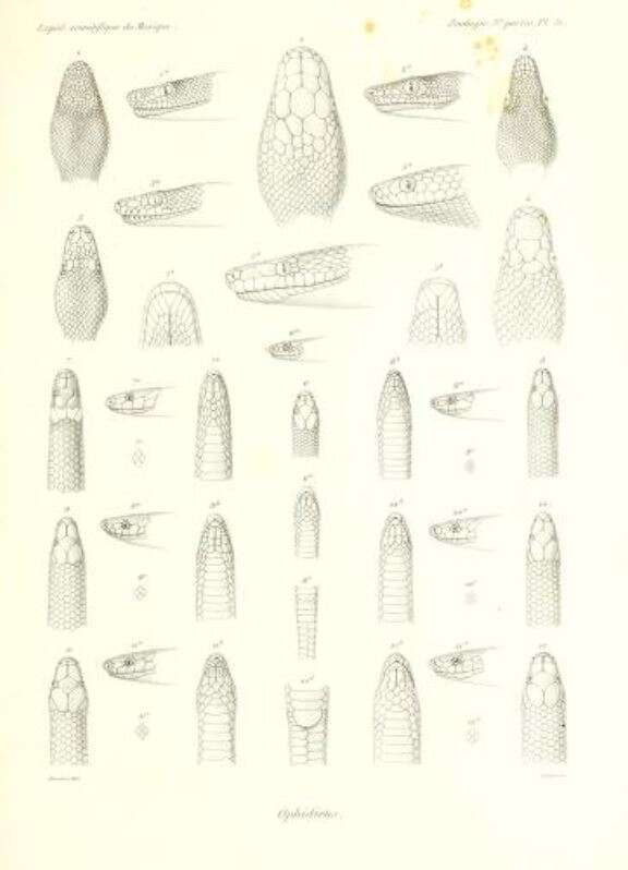 Ungaliophis continentalis Müller 1880的圖片