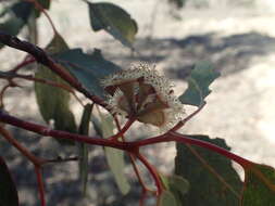 Image of Eucalyptus magnificata L. A. S. Johnson & K. D. Hill