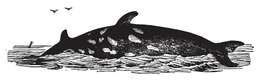 Image of Toothed whales