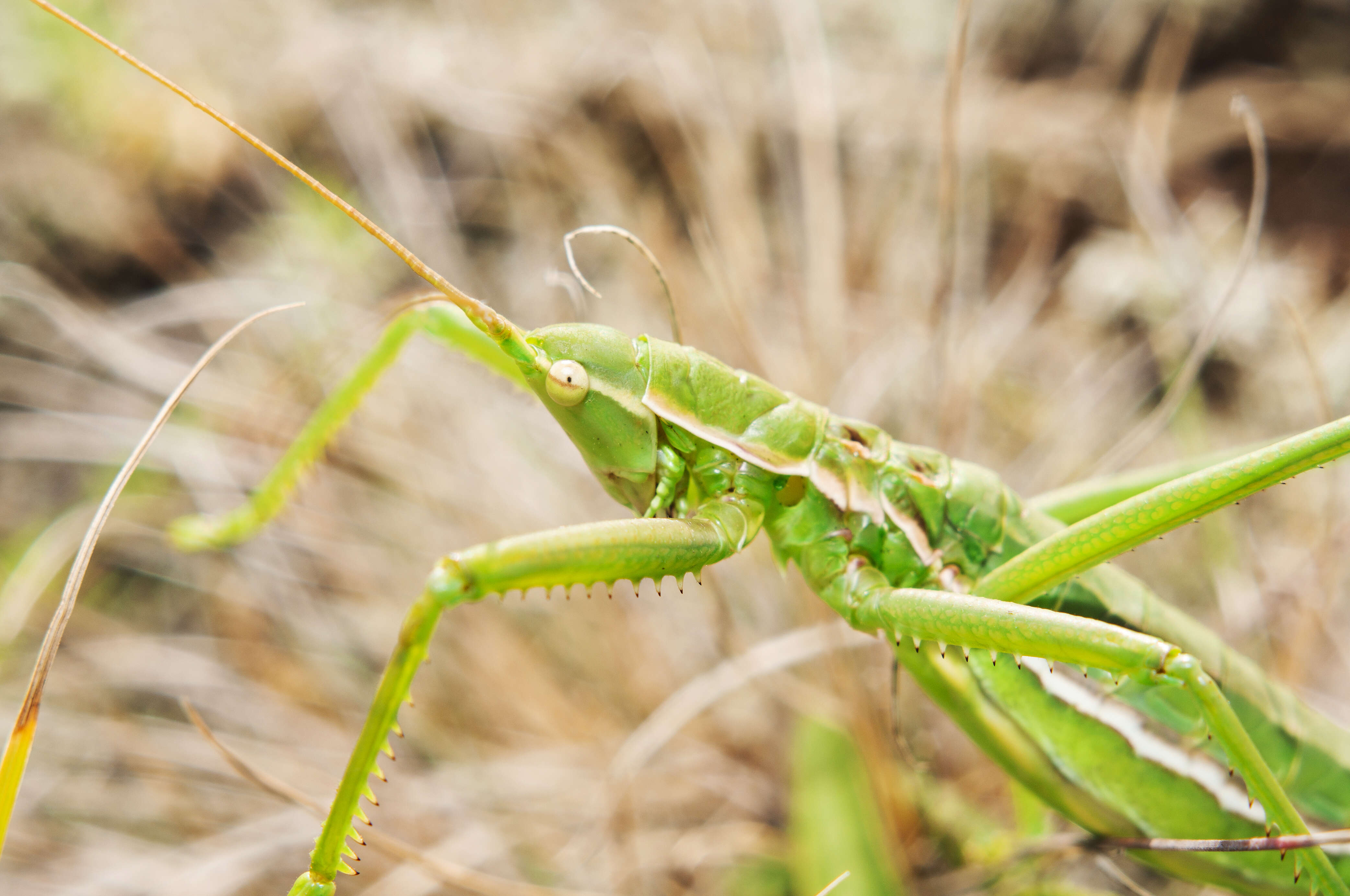 Image of Common Predatory Bush-cricket