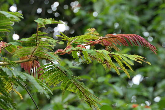 Image of Chinese albizia