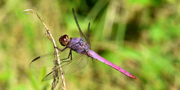 Image of Roseate Skimmer