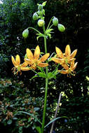 Image of Lilium hansonii Leichtlin ex D. D. T. Moore