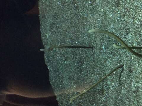 Image of Hawaiian garden eel