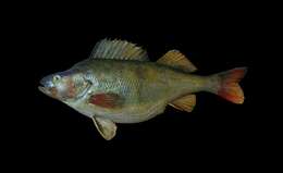 Image of Perch