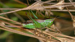 Image of Short-winged Meadow Katydid