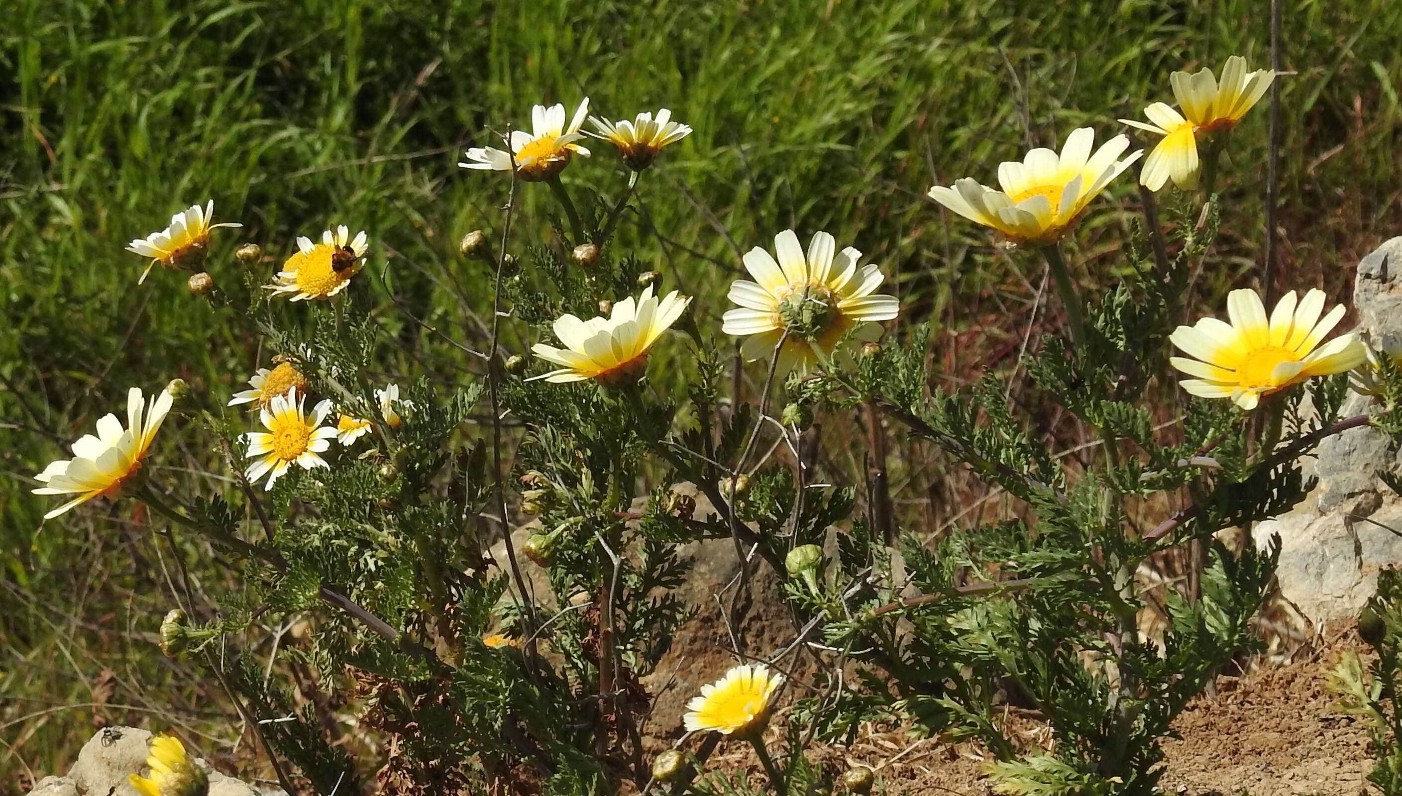 Image of Crown daisy