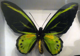 Sivun Ornithoptera kuva