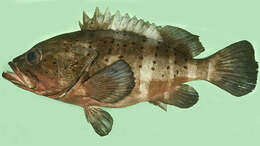 Image of Banded Grouper