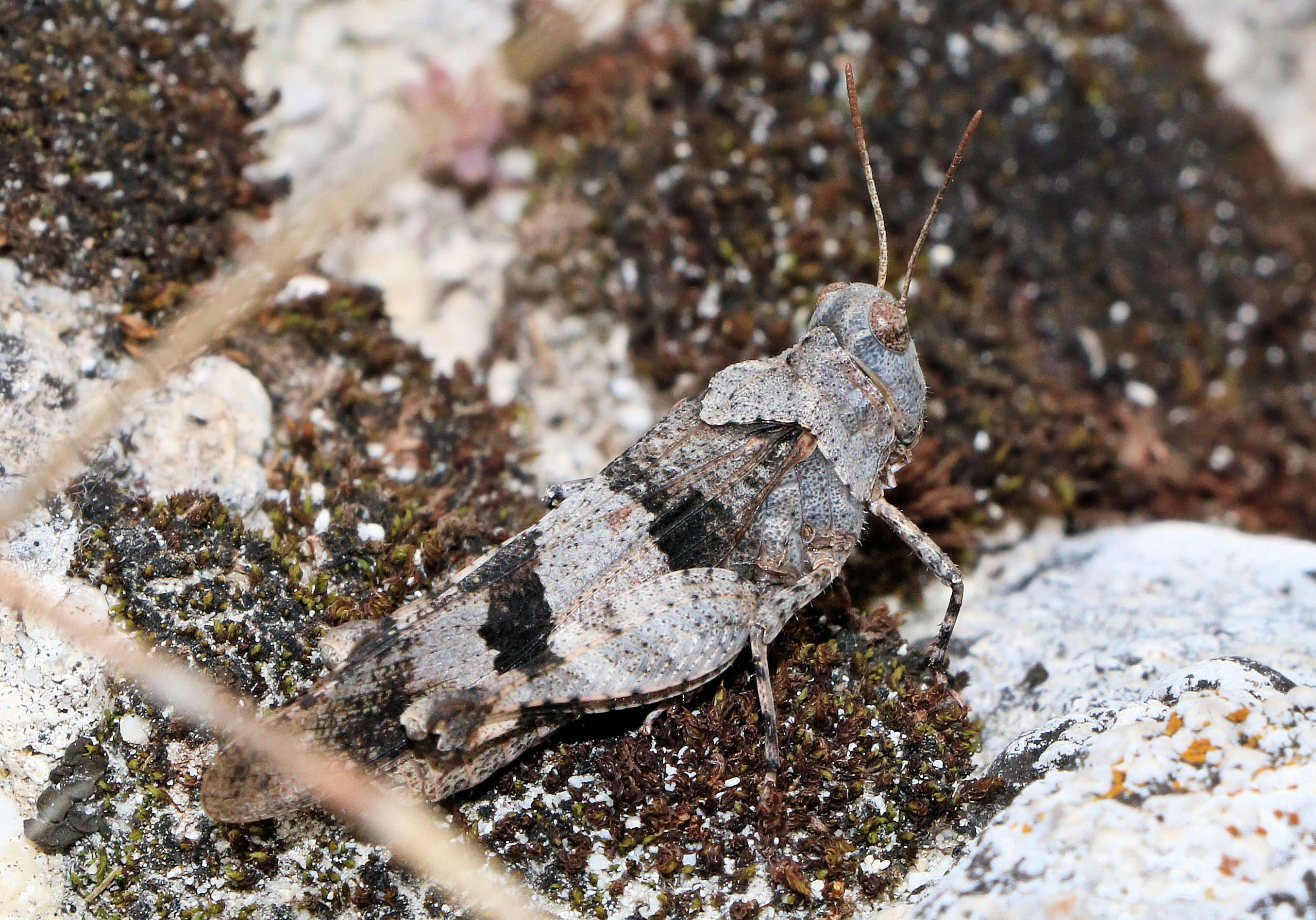 Image of red-winged grasshopper