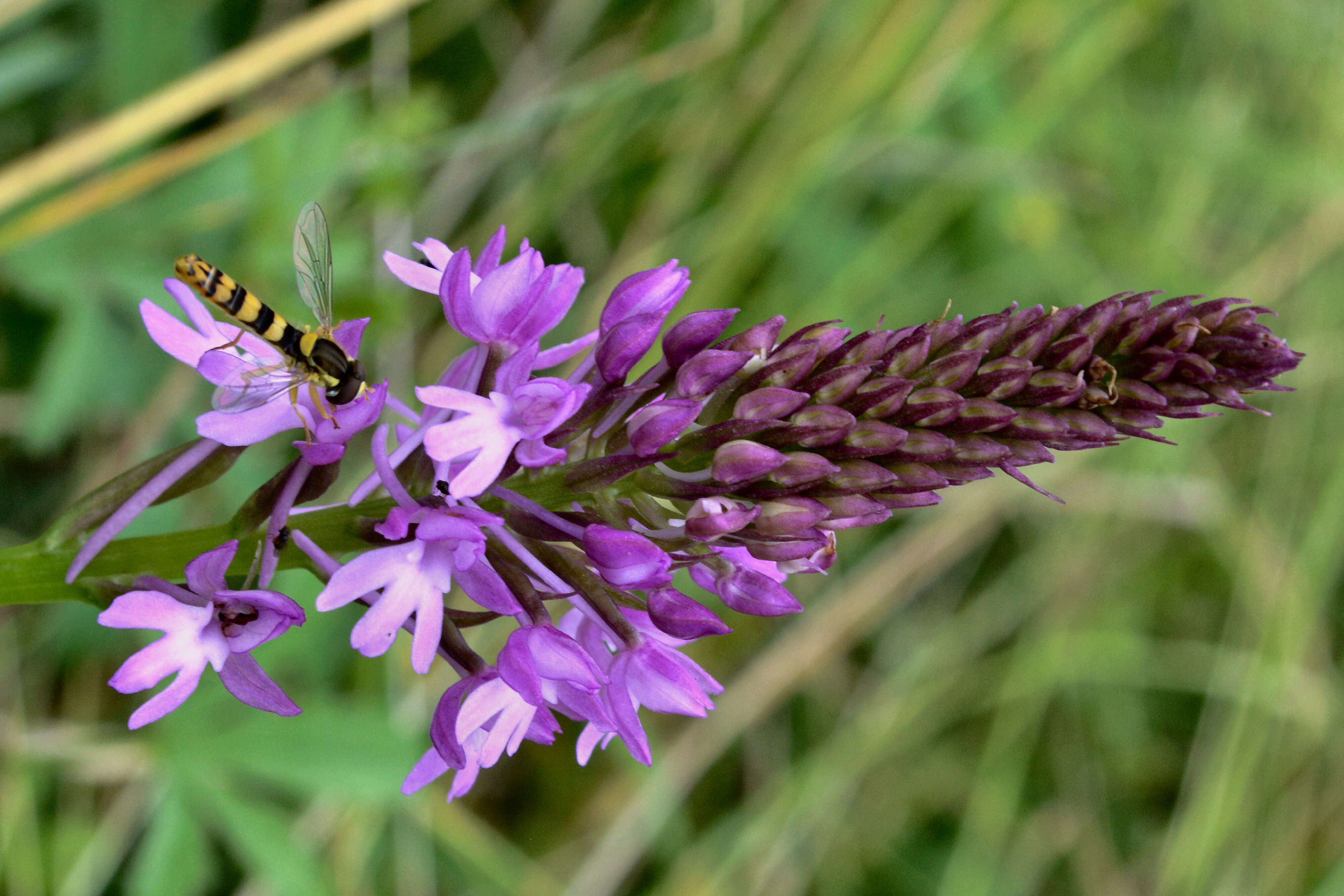 Image of Pyramidal orchid