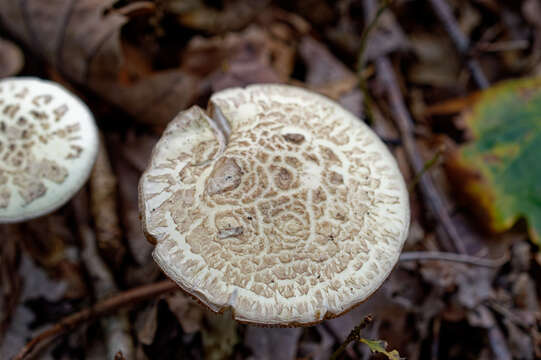 Image of False deathcap