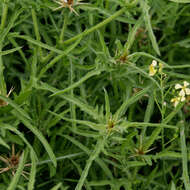 Image of wild radish