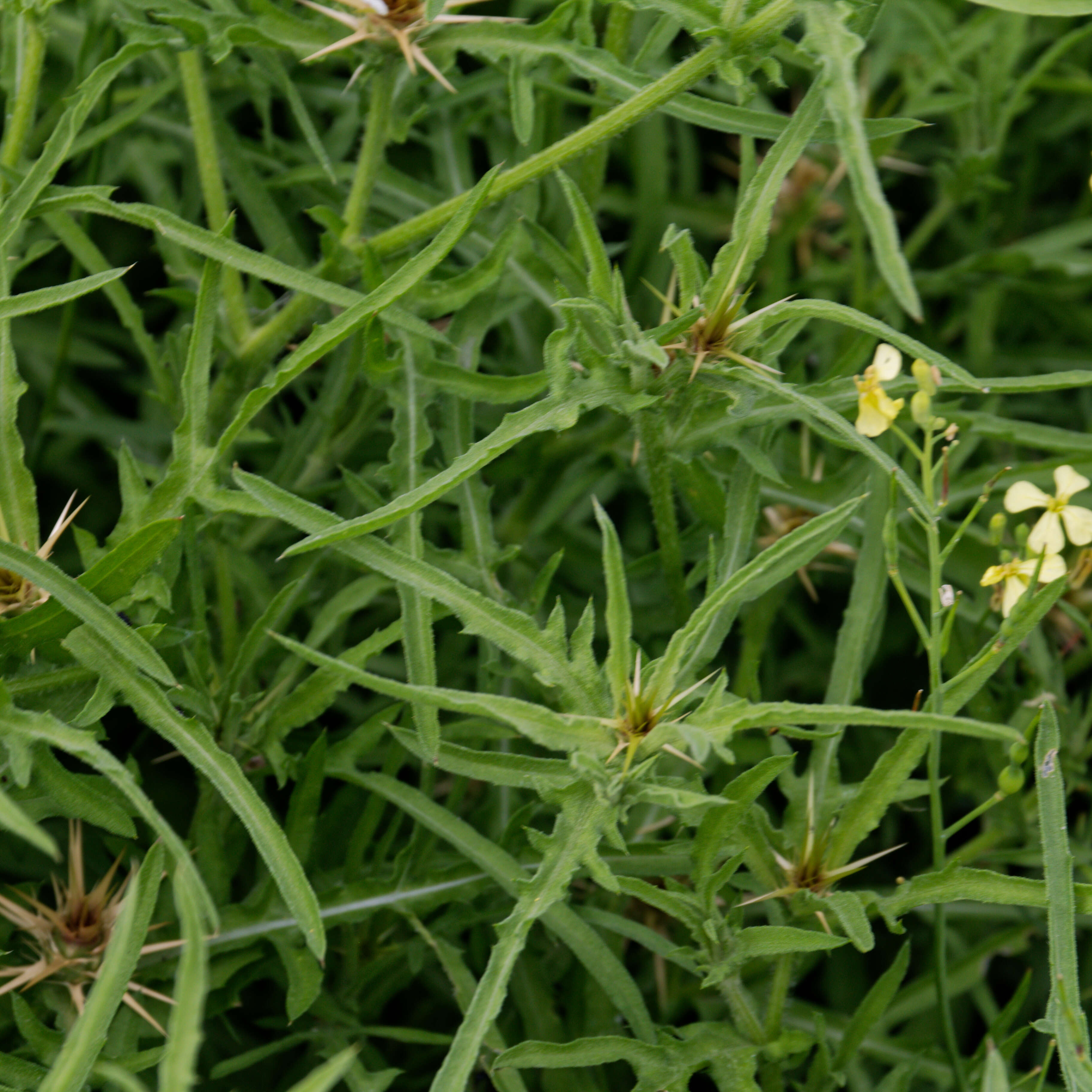 Image of wild radish