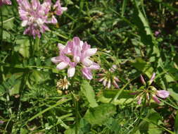 Image of crown vetch