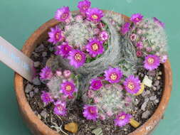 Image of Mammillaria laui D. R. Hunt