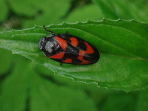 Image of Red-and-black Froghopper