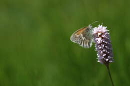 Image of Common Ringlet