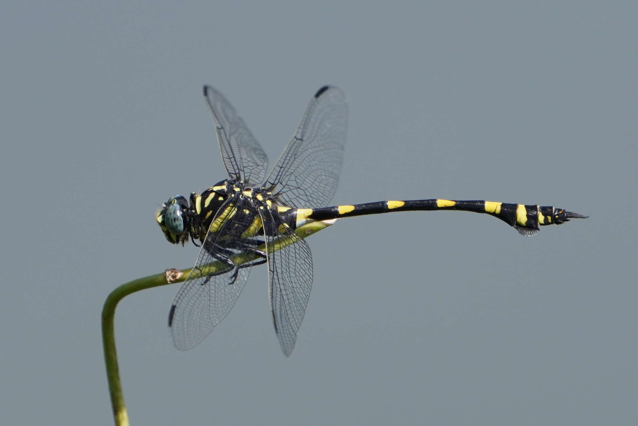 صورة Ictinogomphus rapax (Rambur 1842)