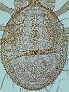 Sivun Ameroseiidae kuva