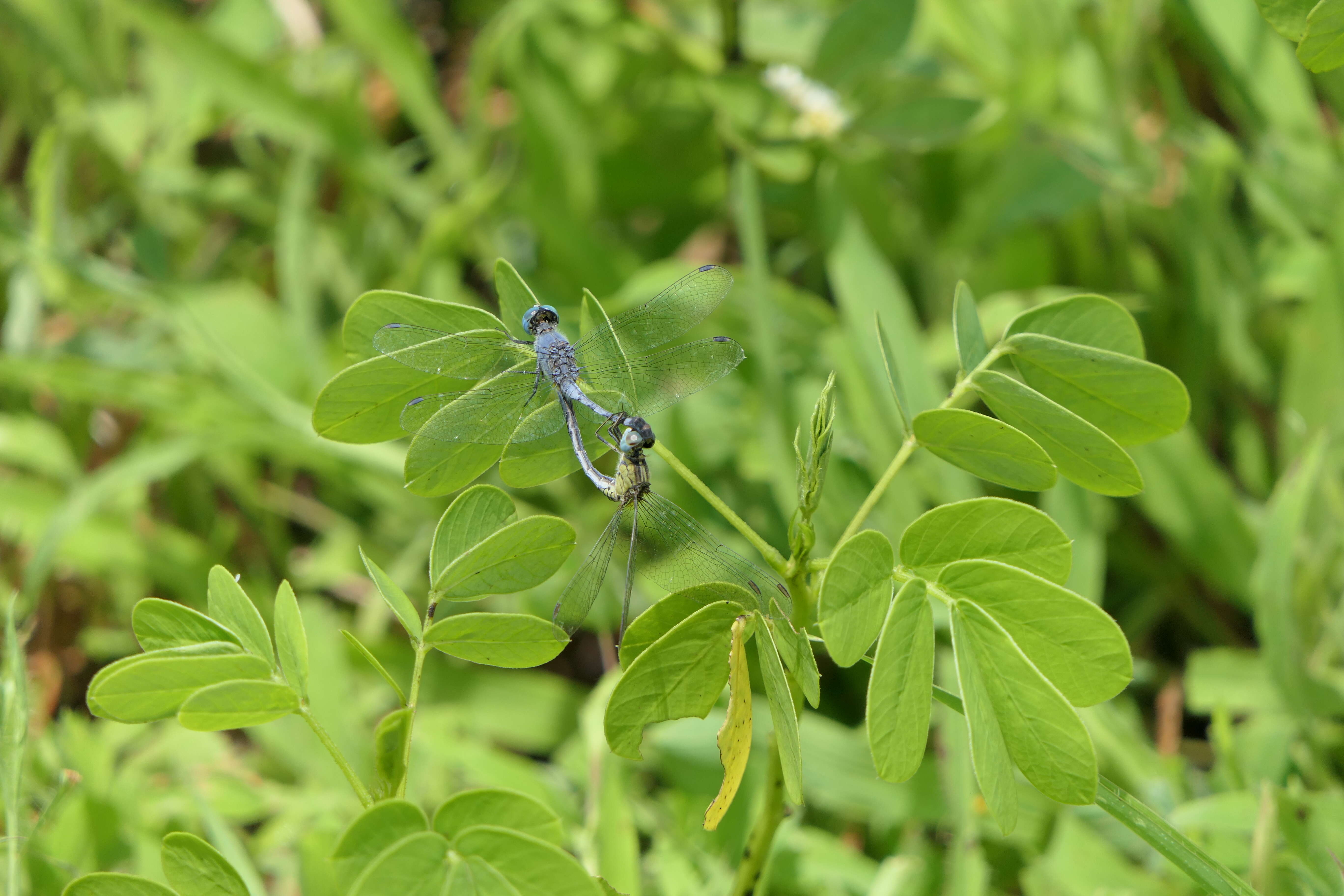 Image of Diplacodes trivialis (Rambur 1842)