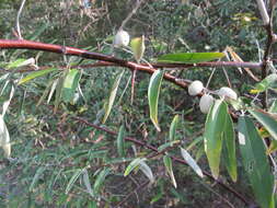 Image of Russian olive