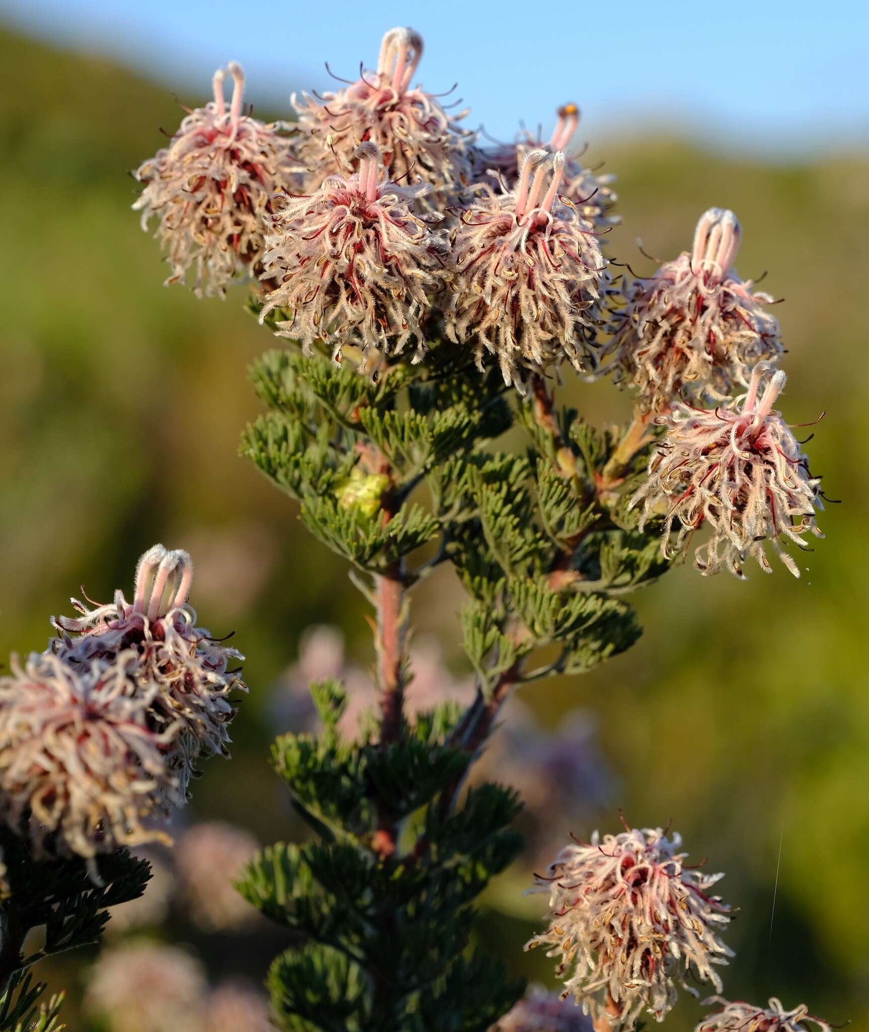 Image of marshmallow spiderhead