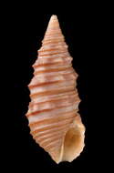 Image of Turridrupa albofasciata (E. A. Smith 1877)