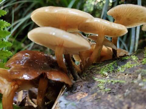 Image of Armillaria novae-zelandiae (G. Stev.) Boesew. 1977