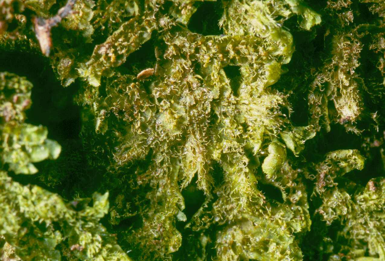 Image of Lepidolaenaceae