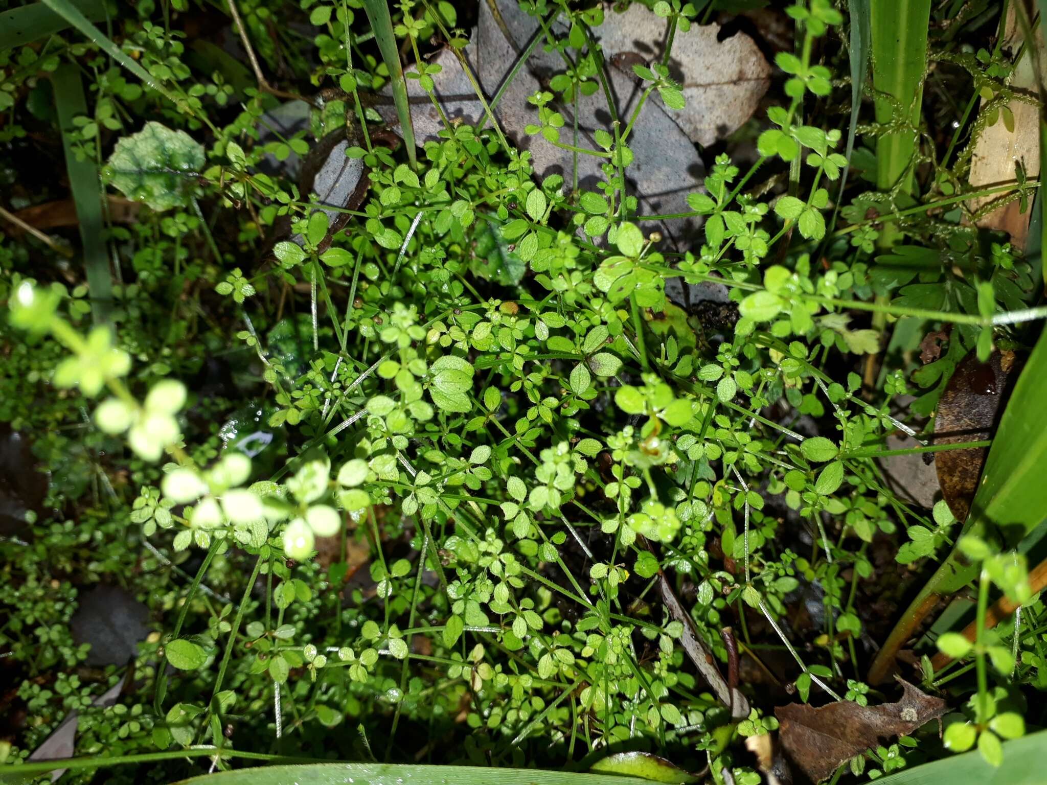 Image of bedstraw