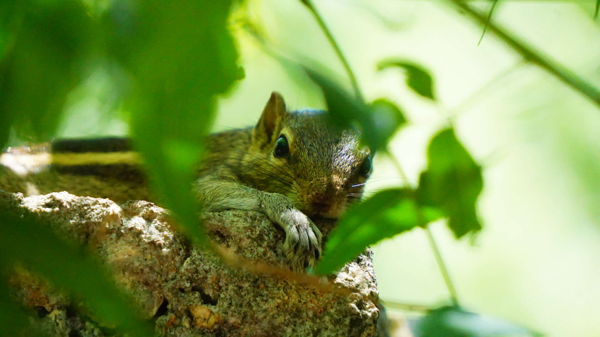 Image of Indian palm squirrel