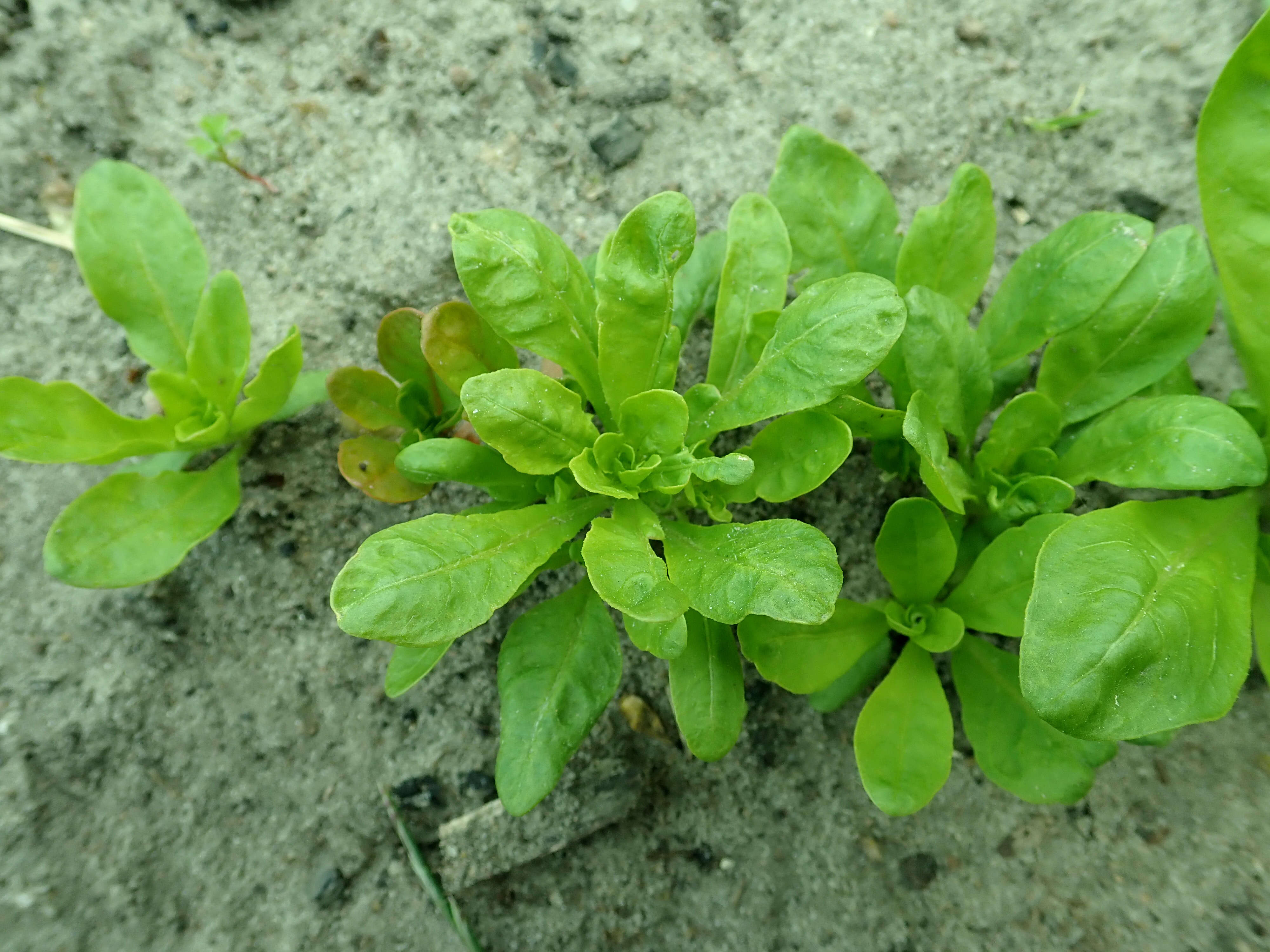 Image of garden mignonette