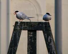 Image of Common Tern