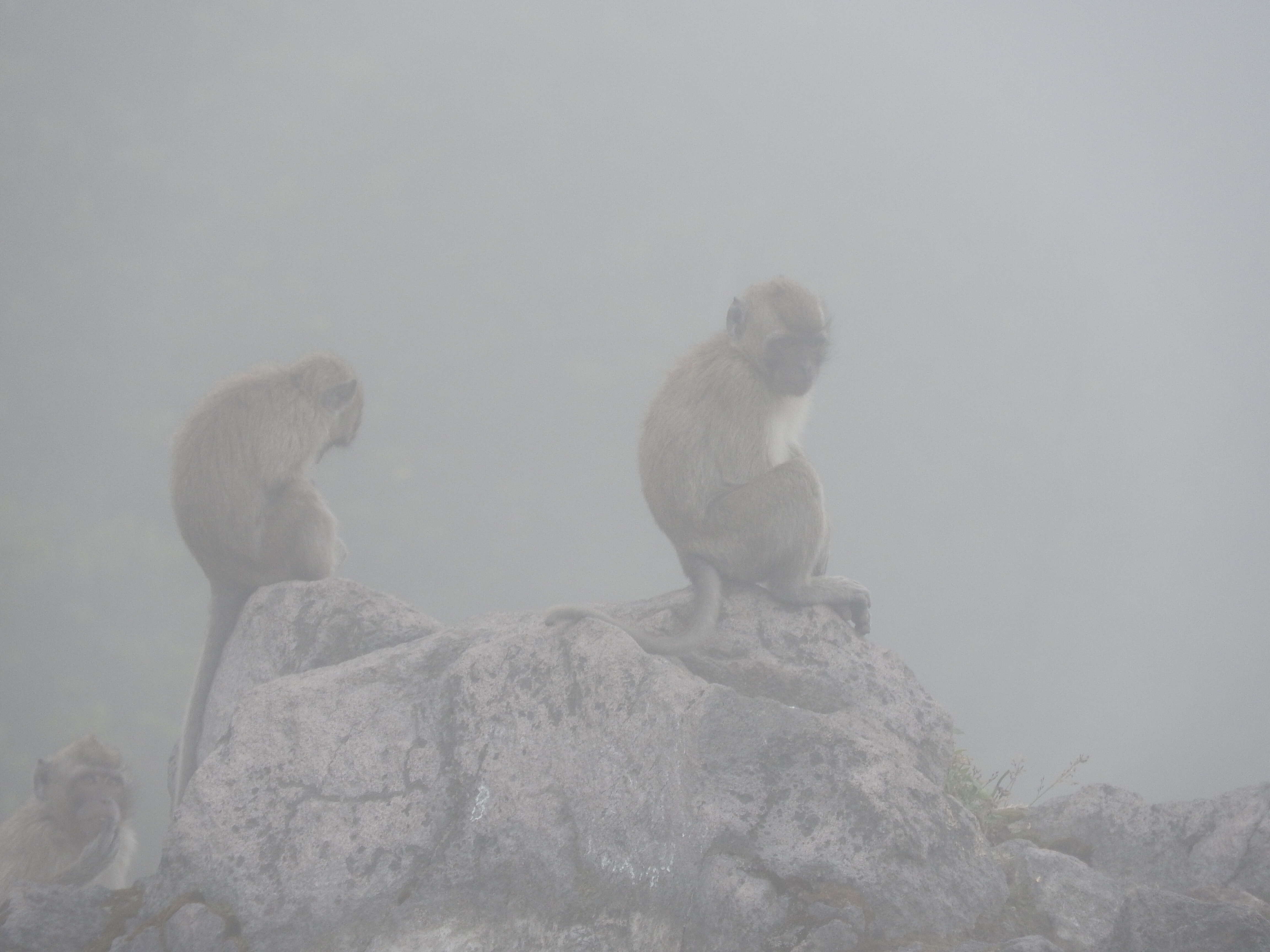 Image of Long-tailed Macaque